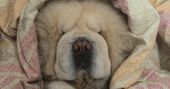 dylan pet sitter à ST ANDRE LES VERGERS 10120_1