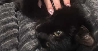 alyssa pet sitter à PEROLS 34470_1