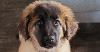 félicien pet sitter à SULLY SUR LOIRE 45600_1
