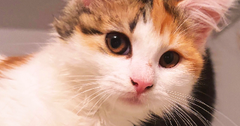 melina pet sitter à VALENCIENNES 59300_2