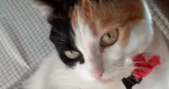 héléna cat sitter à ST MAUR DES FOSSES 94100_4