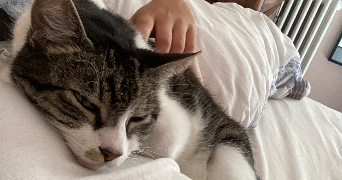 jeanne cat sitter à PARIS 05 75005_2