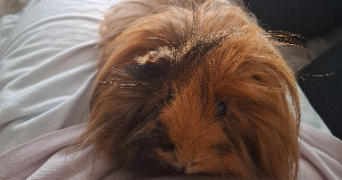 camil pet sitter à PARIS 11 75011_1