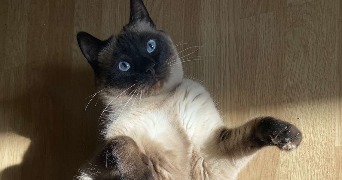 lilian cat sitter à CLERMONT FERRAND 63000_2