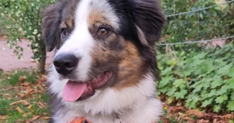 joanna pet sitter à ROUEN 76000_8