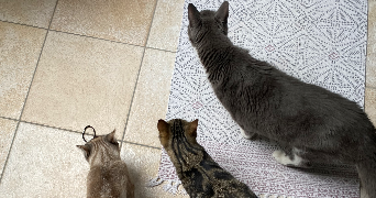 quitterie pet sitter à COGNAC 16100_3