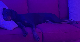 elina pet sitter à Toulouse  31500_3