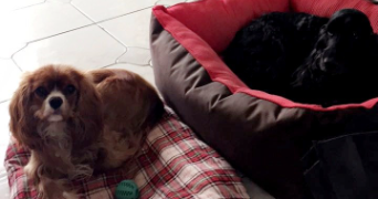 marie caroline pet sitter à FISMES 51170_2