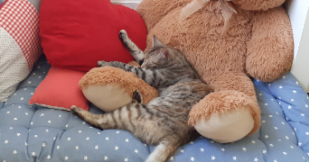 charlotte pet sitter à OTTROTT 67530_3