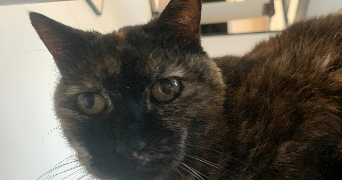 sarah pet sitter à MONTGEROULT 95650_8