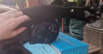 agathe pet sitter à LYON 08 69008_3