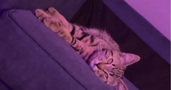 emmy pet sitter à Clermont-Ferrand 63000_6