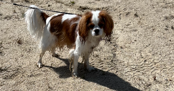 christine dog sitter à AURILLAC 15000_1
