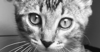 amandine pet sitter à SAUXILLANGES 63490_4