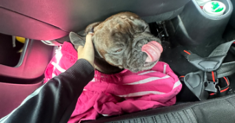 celia pet sitter à MARSEILLE 10 13010_0