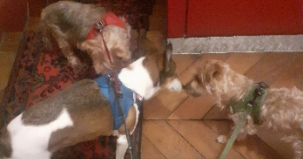 marina pet sitter à PARIS 17 75017_6