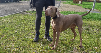 mélany dog sitter à ST AUBIN SUR QUILLEBEUF 27680_6