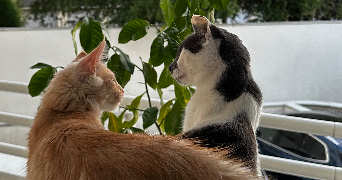 camille pet sitter à ANGERS 49000_3