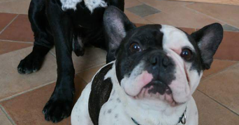 laure pet sitter à GUJAN MESTRAS 33470_5
