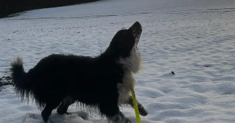 lisa pet sitter à LYON 08 69008_9