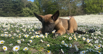 marine pet sitter à BOBIGNY 93000_1
