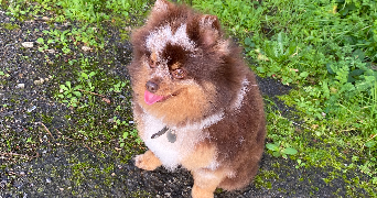 fanny pet sitter à PLONEOUR LANVERN 29720_6