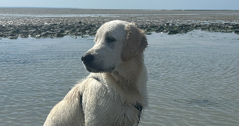audrey pet sitter à AUCEY LA PLAINE 50170_2