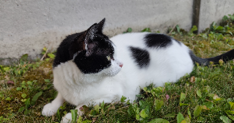 jade pet sitter à CAMBRAI 59400_1
