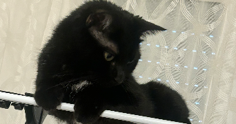 laura pet sitter à LE HAVRE 76600_2