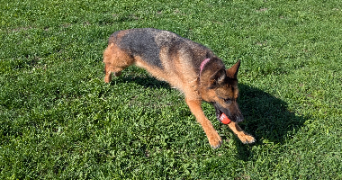 cyril dog sitter à Dourdan 91410_6