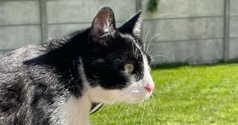elisa pet sitter à ST ETIENNE 42000_6