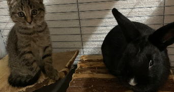 bastien pet sitter à LONGUENEE EN ANJOU 49770_5