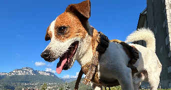 selma pet sitter à ST MARTIN D HERES 38400_7