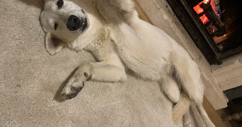nicolas pet sitter à MAROLLES EN BRIE 94440_2