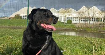 isaline pet sitter à JONZAC 17500_3
