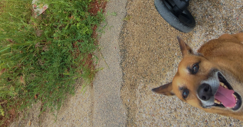 erica pet sitter à CARPENTRAS 84200_2