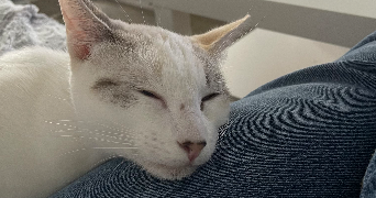 ophélie pet sitter à Beynes 78650_8