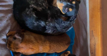 elhio pet sitter à NANTES 44000_1