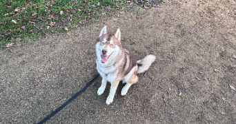 joachim pet sitter à LE LION D ANGERS 49220_1