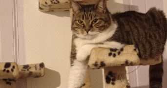 alexandra pet sitter à VAUMORT 89320_2