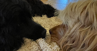 charlotte dog sitter à MURES 74540_8