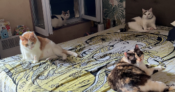 lea  pet sitter à VAL DE VIRVEE 33240_3