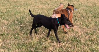 pierre marie dog sitter à SANNOIS 95110_1