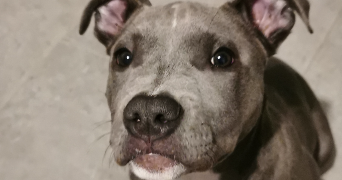 lietard pet sitter à LILLE 59800_7