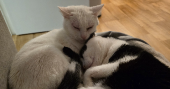 océane pet sitter à PEAULE 56130_1