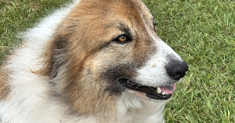 laurence pet sitter à AUREILHAN 40200_1