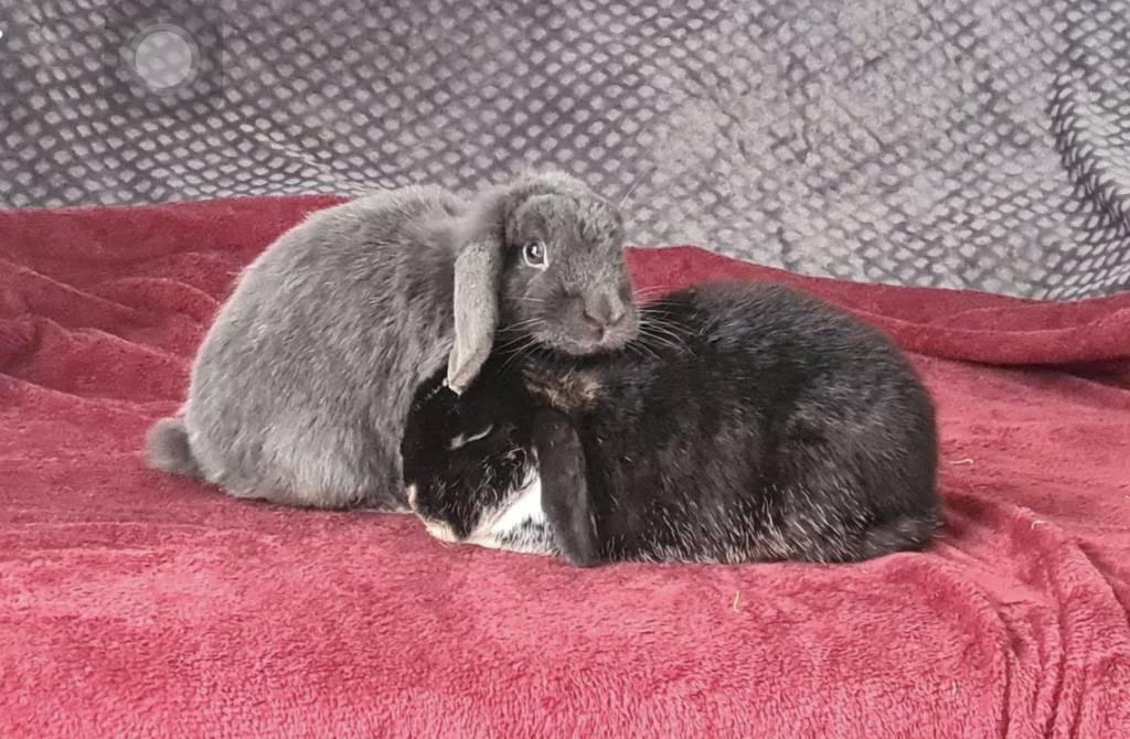 Audrey pet sitter à Mérignac 33700_2