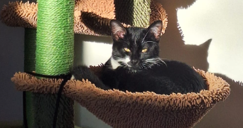 sophie pet sitter à RAMONVILLE ST AGNE 31520_5