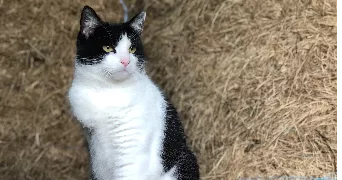 justine pet sitter à ST EUSEBE 71210