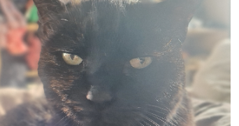 charlotte pet sitter à STE SIGOLENE 43600_0